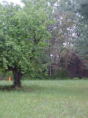 Silas Nathaniel Self's cabin